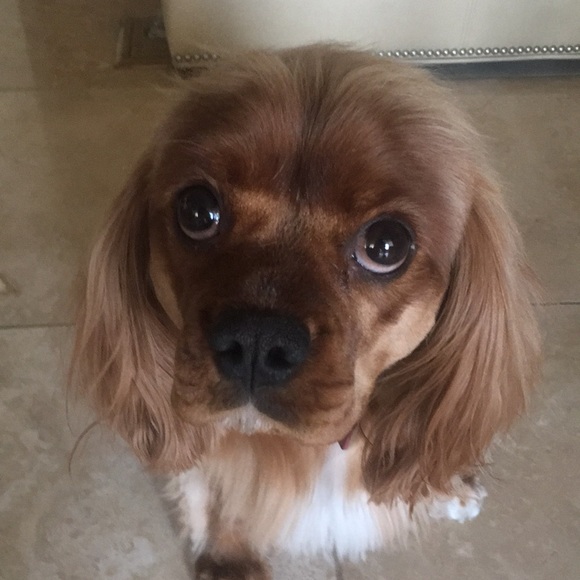 Meet your Posher, Richard - Picture 1 of 1